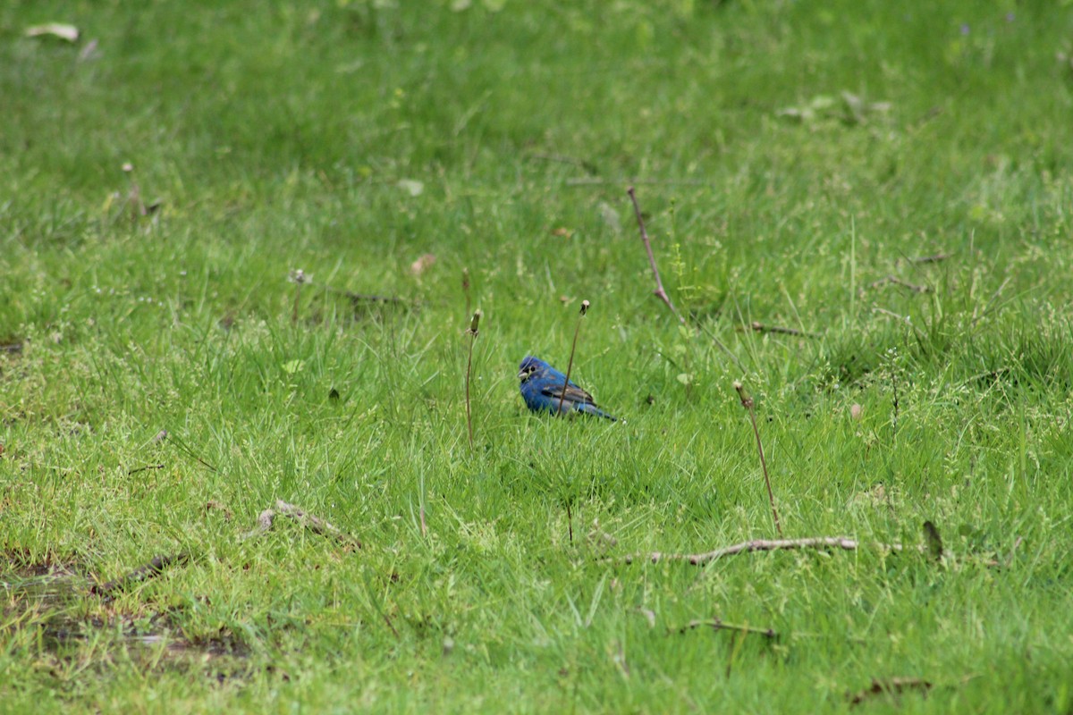 Indigo Bunting - Brandon Johnson