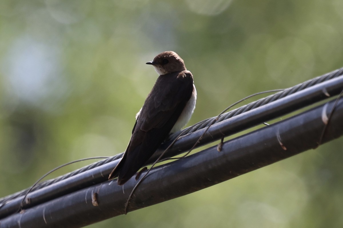 Northern Rough-winged Swallow - Ann Stockert