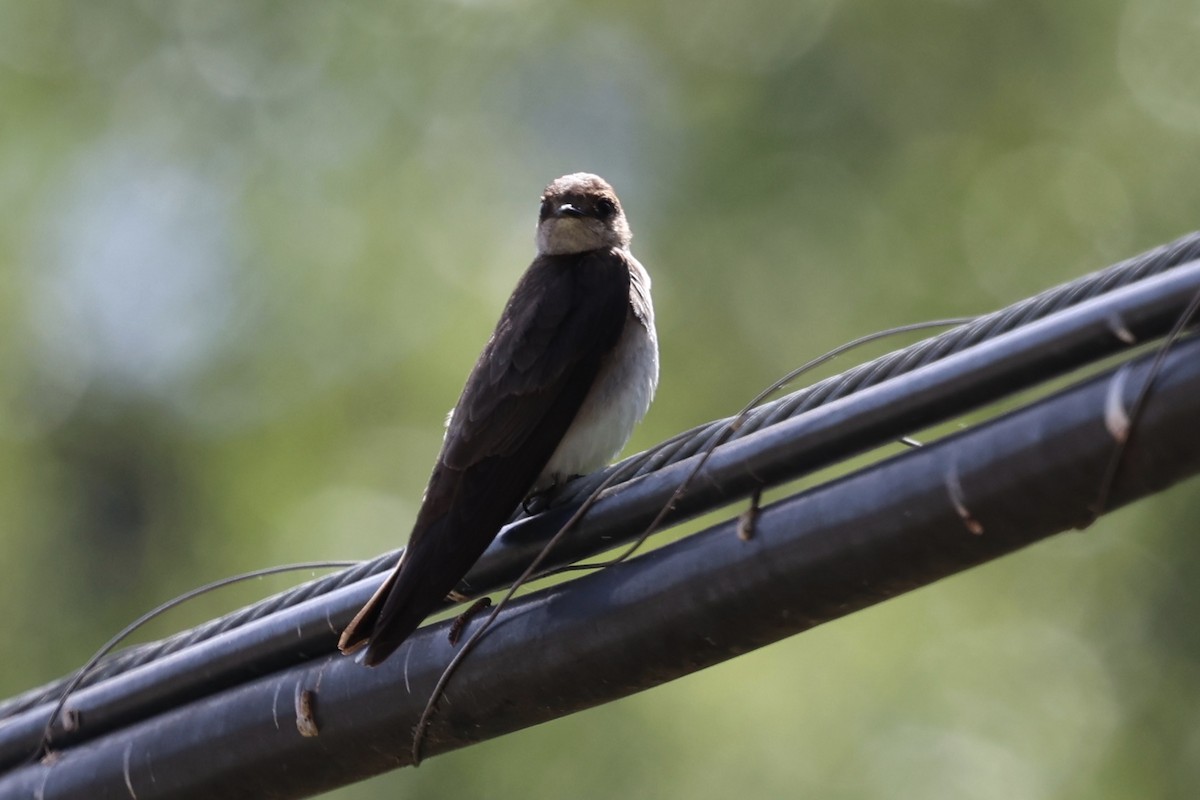 Northern Rough-winged Swallow - Ann Stockert