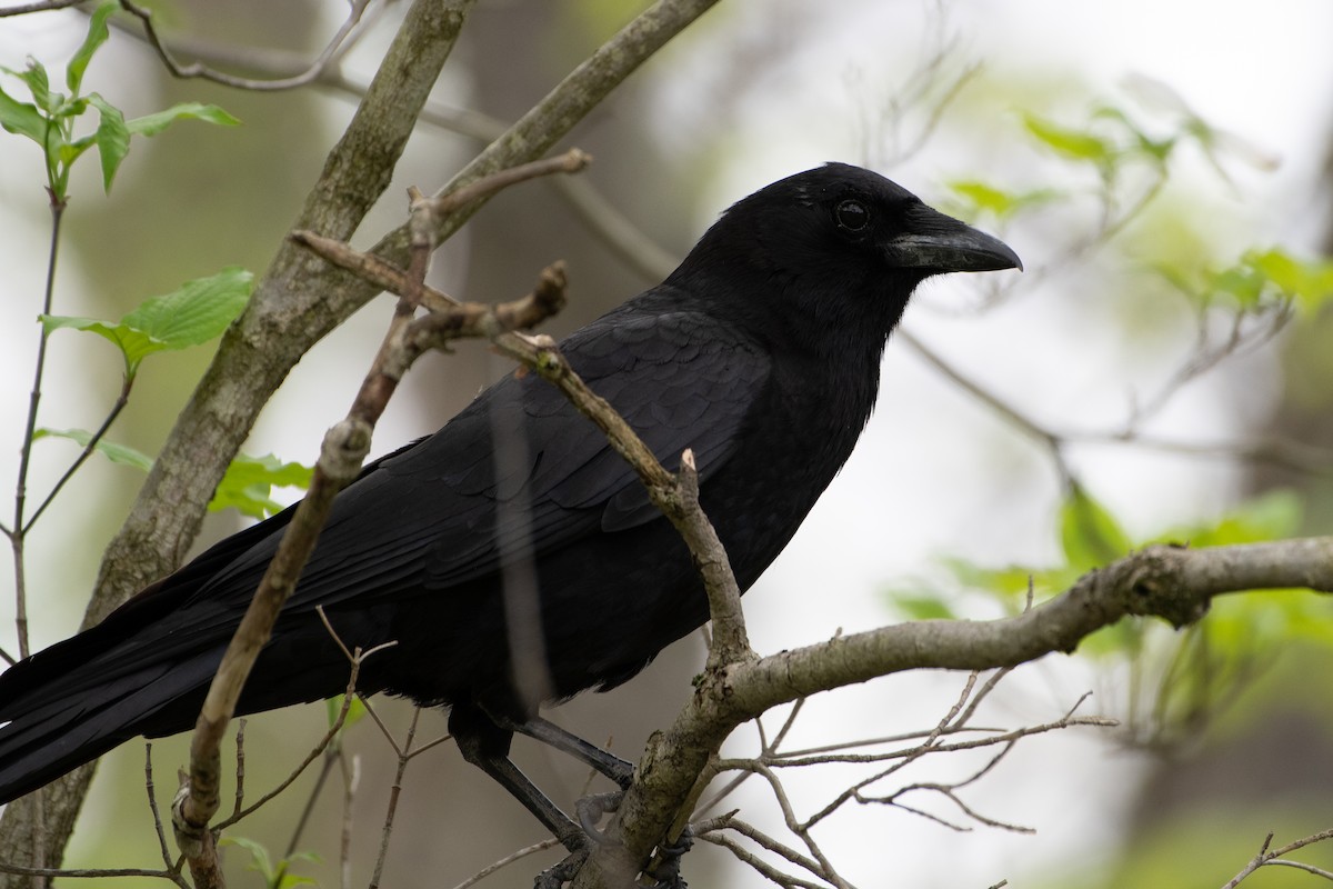 American Crow - Solomon Greene