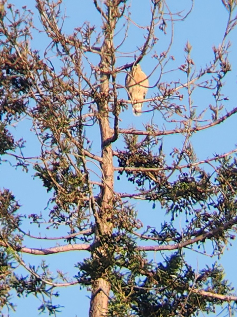 Red-shouldered Hawk - Brandon Reed