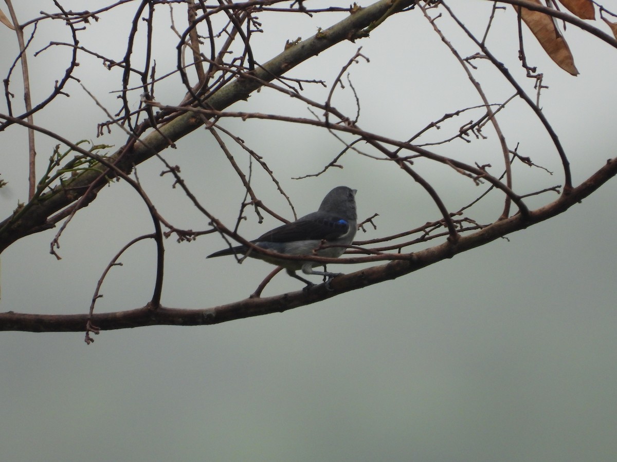 Plain-colored Tanager - ML619424533