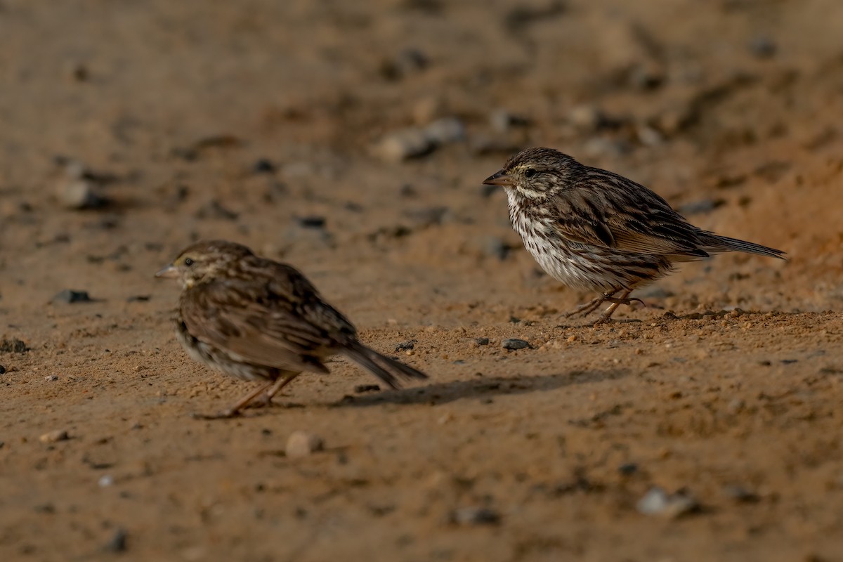 Savannah Sparrow - David Ornellas