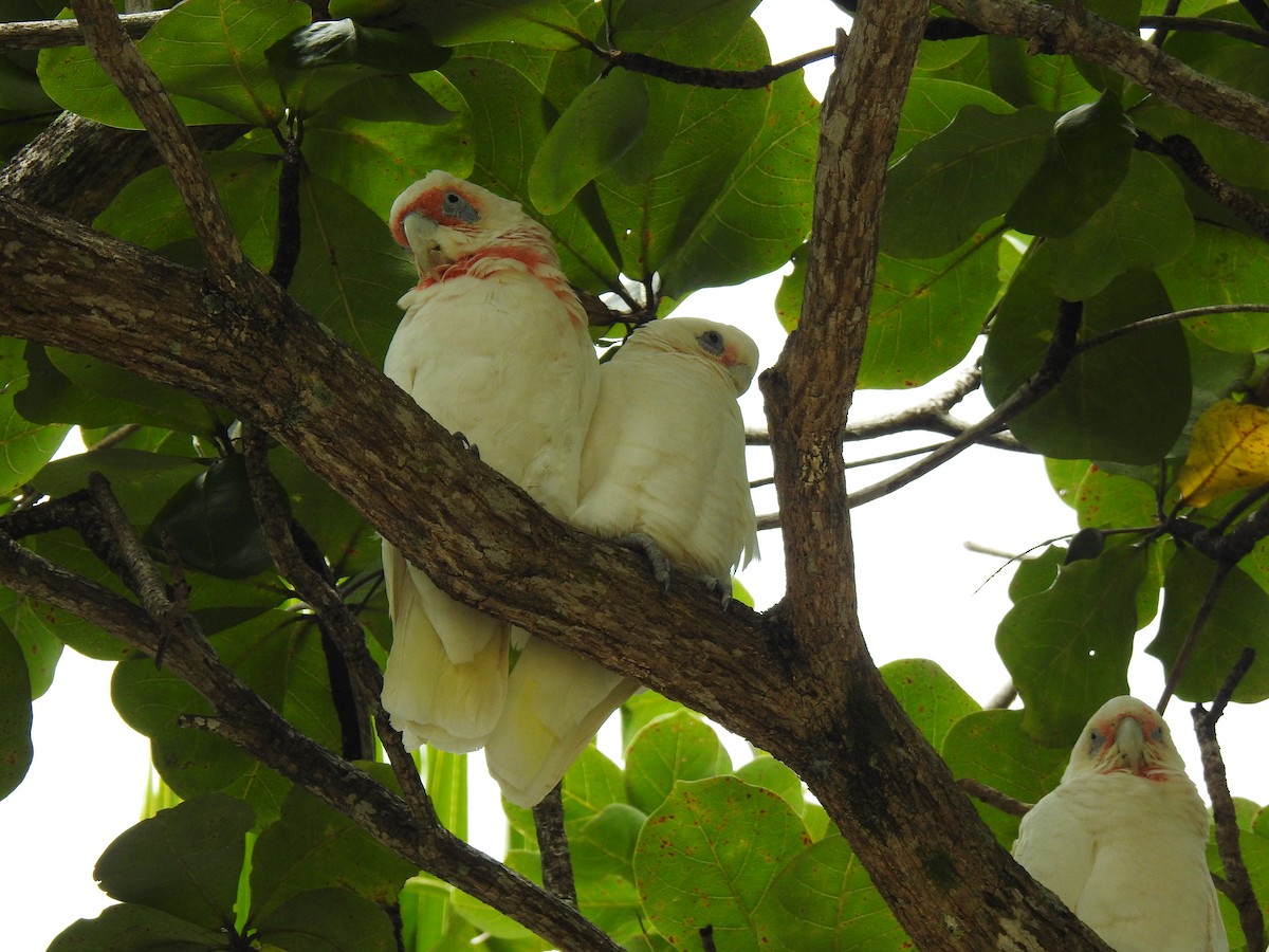 Long-billed Corella - Monica Mesch