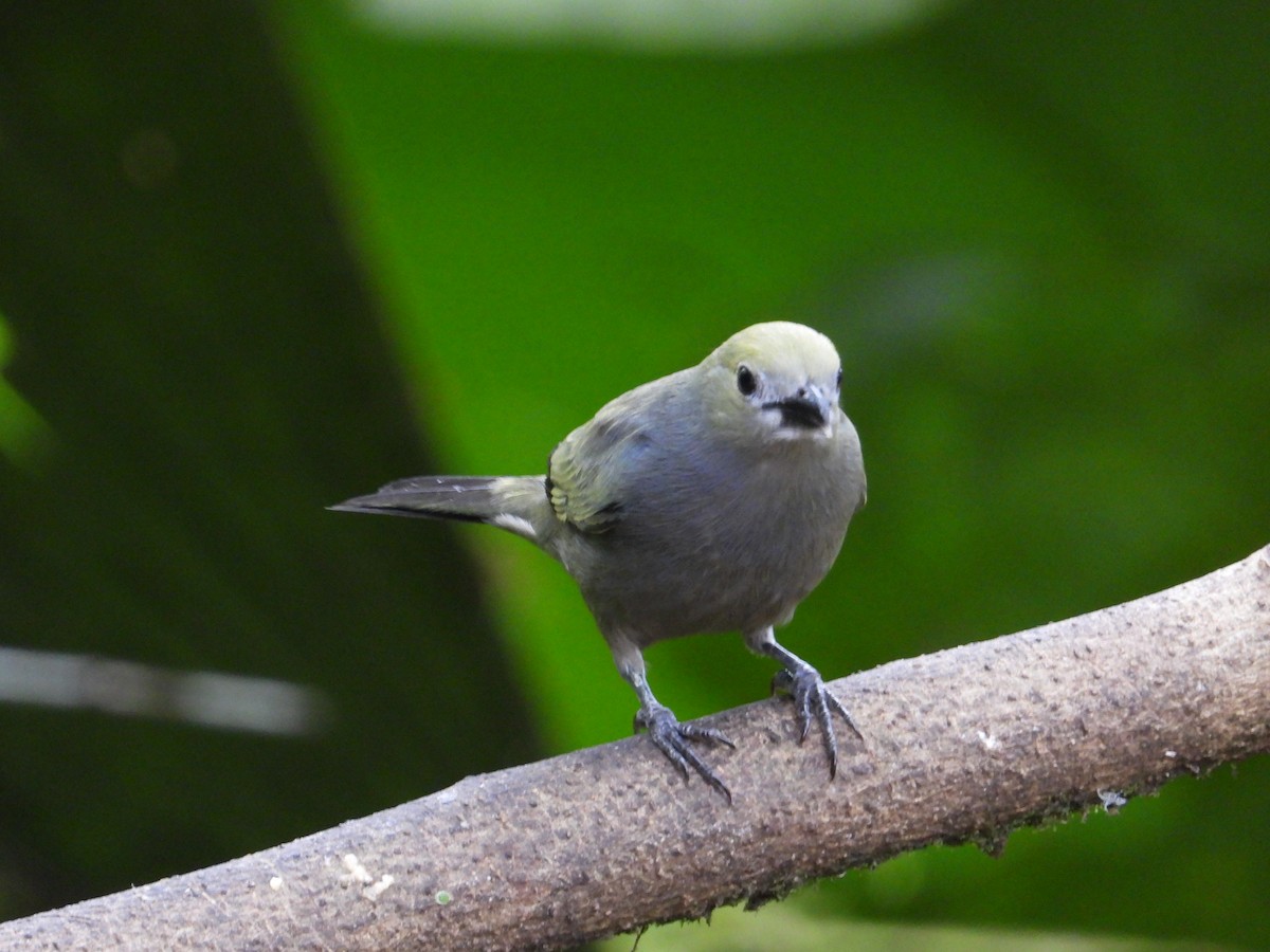 Palm Tanager - Francisco Sornoza