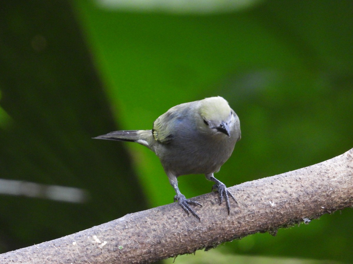 Palm Tanager - Francisco Sornoza