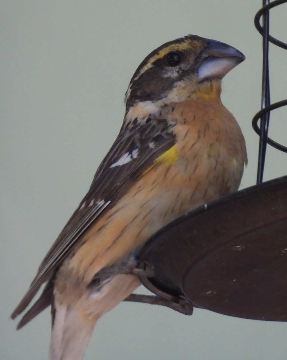 Black-headed Grosbeak - Julie Furgason