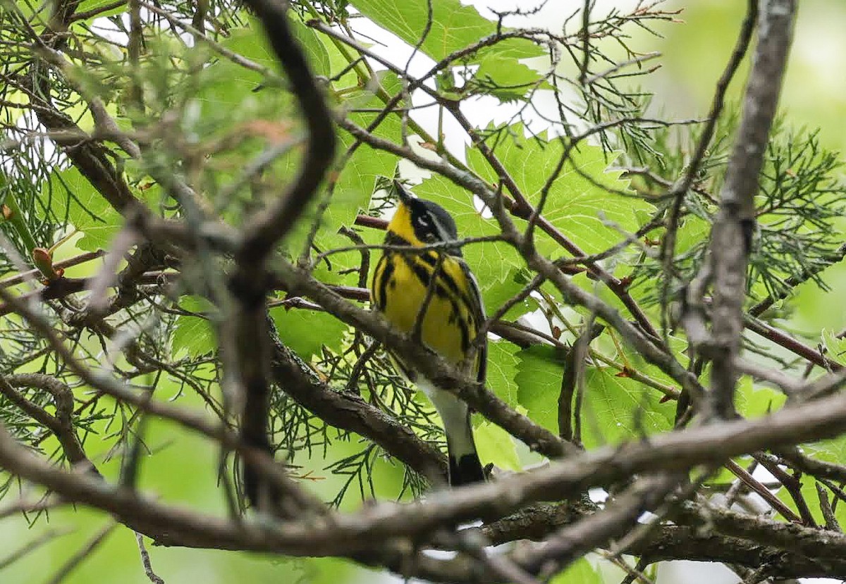 Magnolia Warbler - Chantal Brault