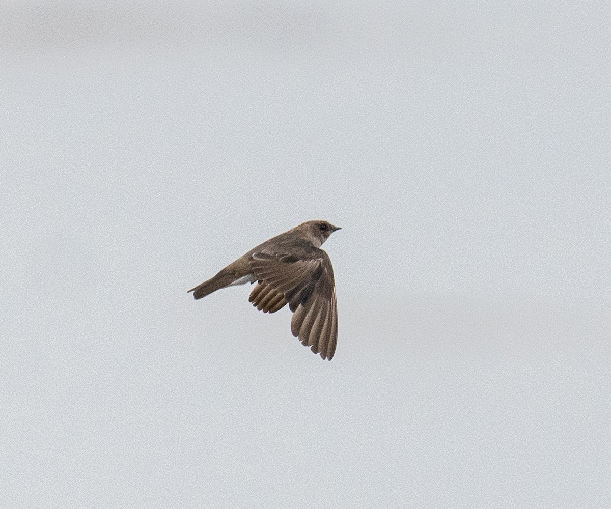 Northern Rough-winged Swallow - Scott Murphy