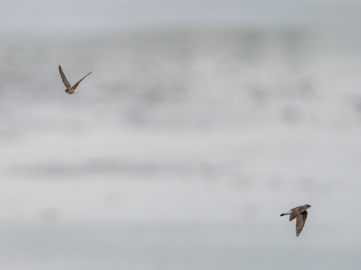 Northern Rough-winged Swallow - Scott Murphy