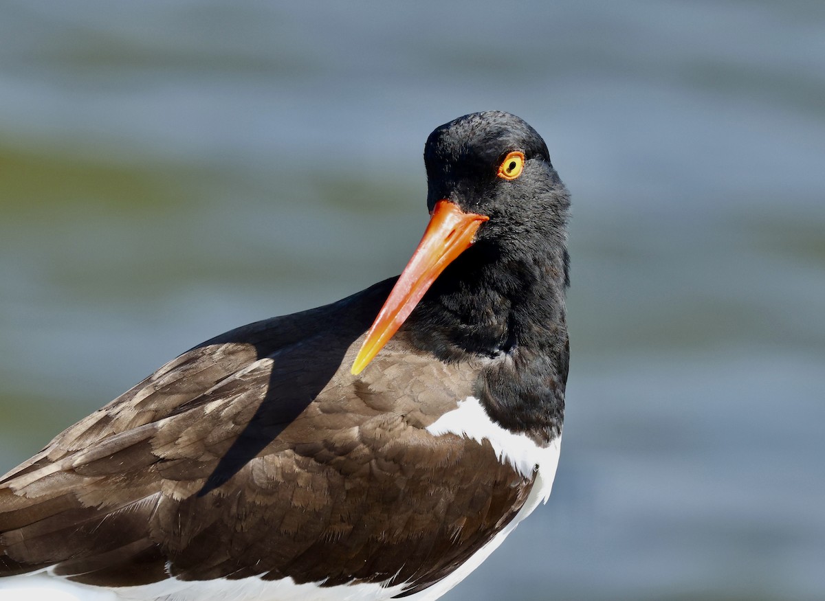 American Oystercatcher - Grace Simms  🐦‍⬛