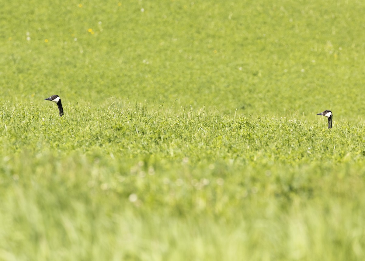 Canada Goose - Steve Holzman