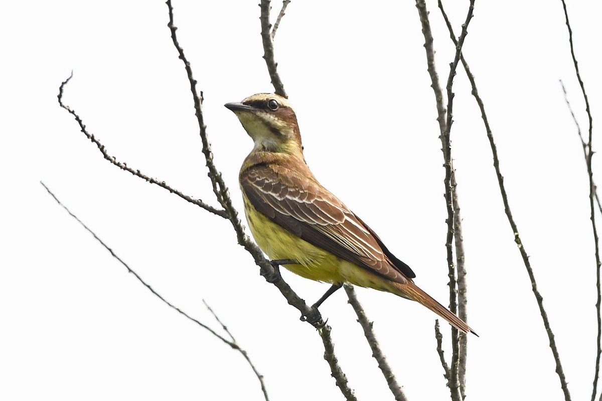 Piratic Flycatcher - ML619424567