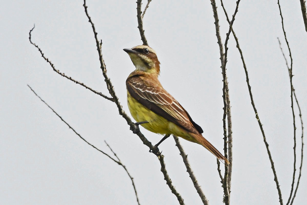 Piratic Flycatcher - Ed Thomas