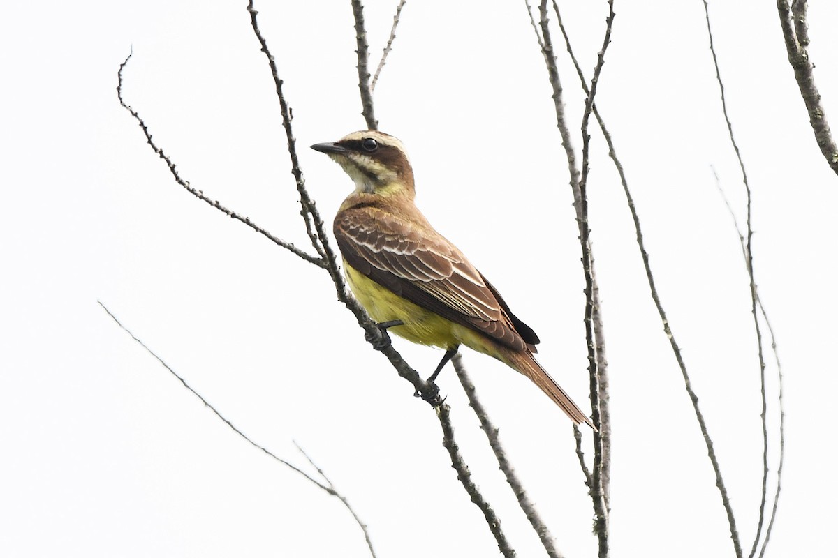 Piratic Flycatcher - Ed Thomas