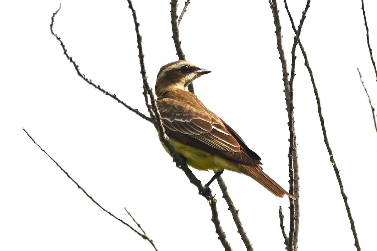 Piratic Flycatcher - Ed Thomas