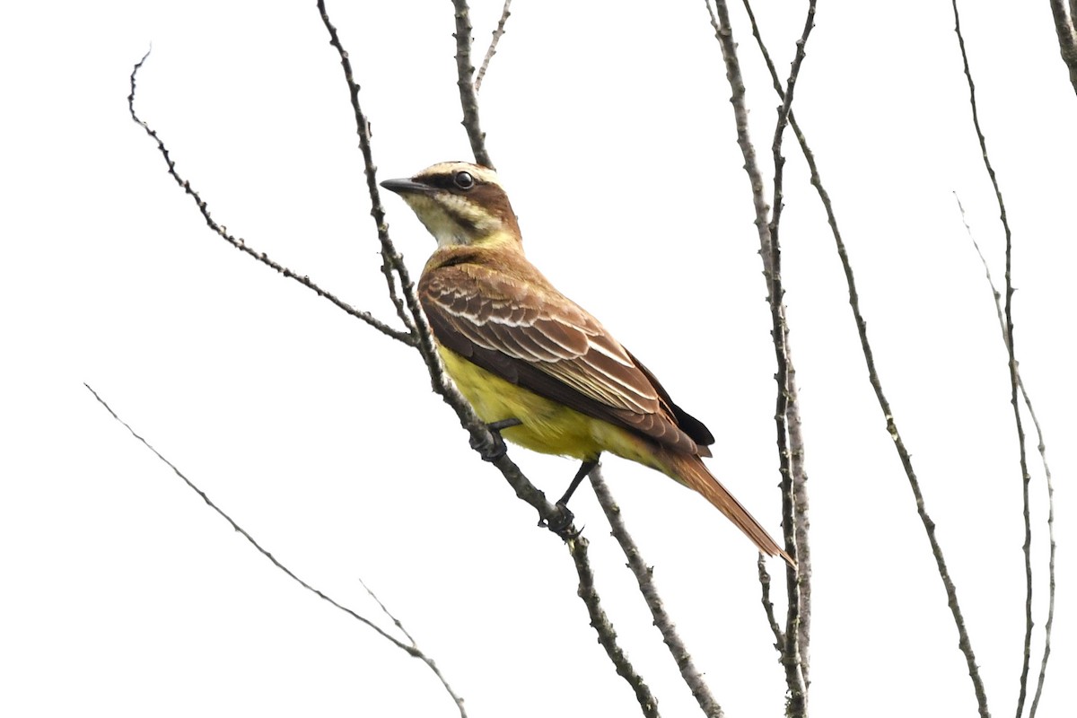 Piratic Flycatcher - ML619424571
