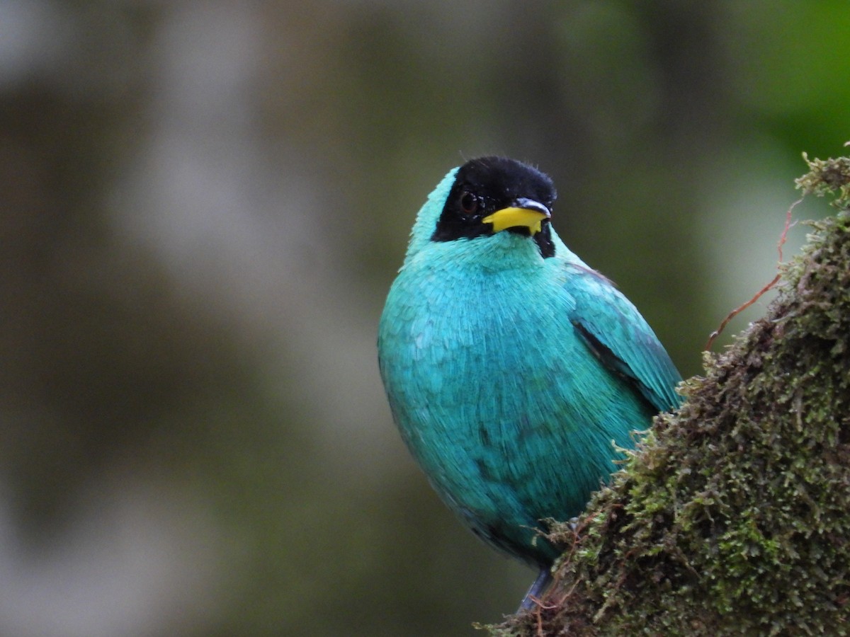 Green Honeycreeper - Francisco Sornoza