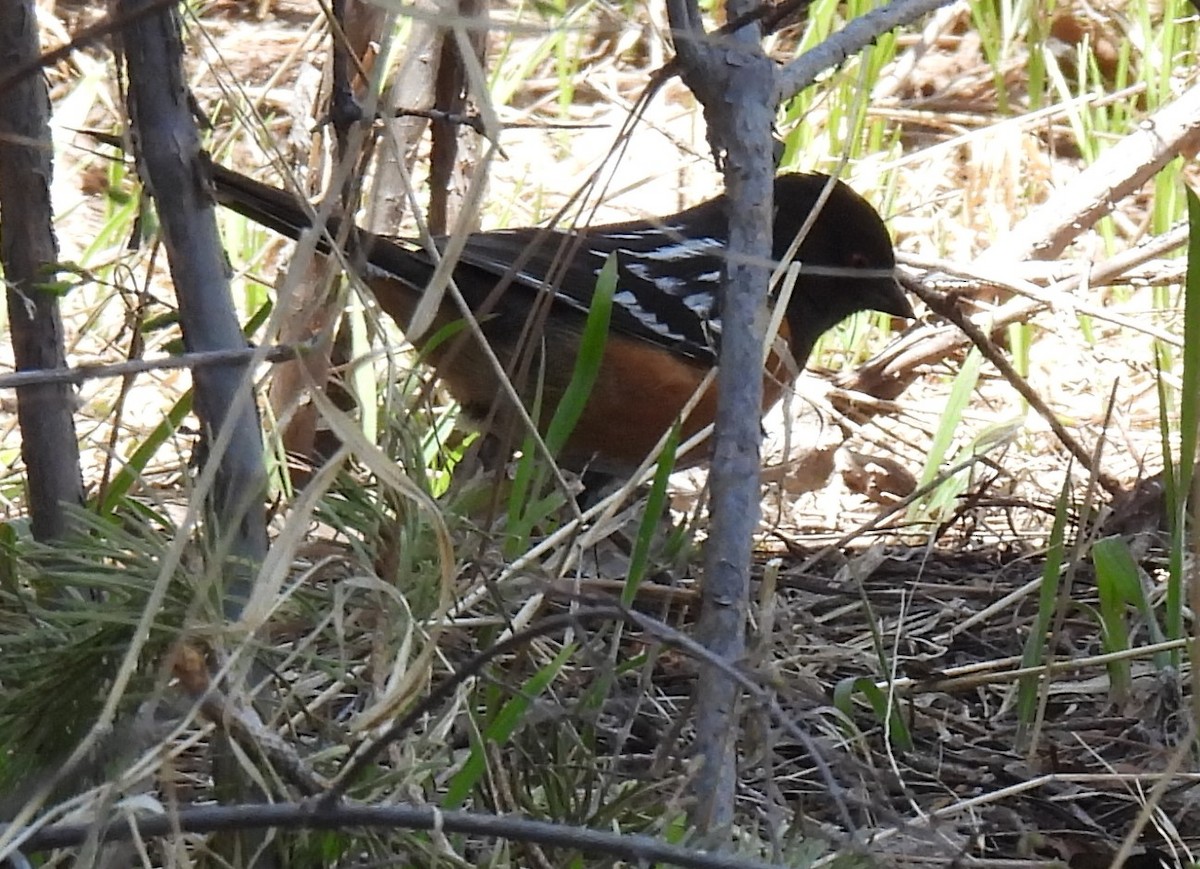 Spotted Towhee - Julie Furgason