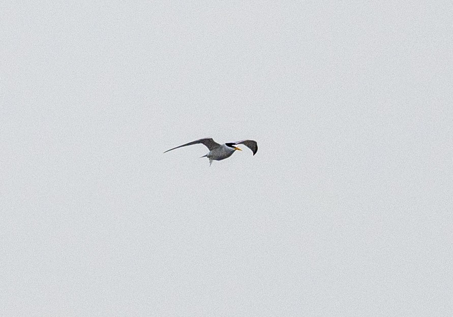 Least Tern - Scott Murphy