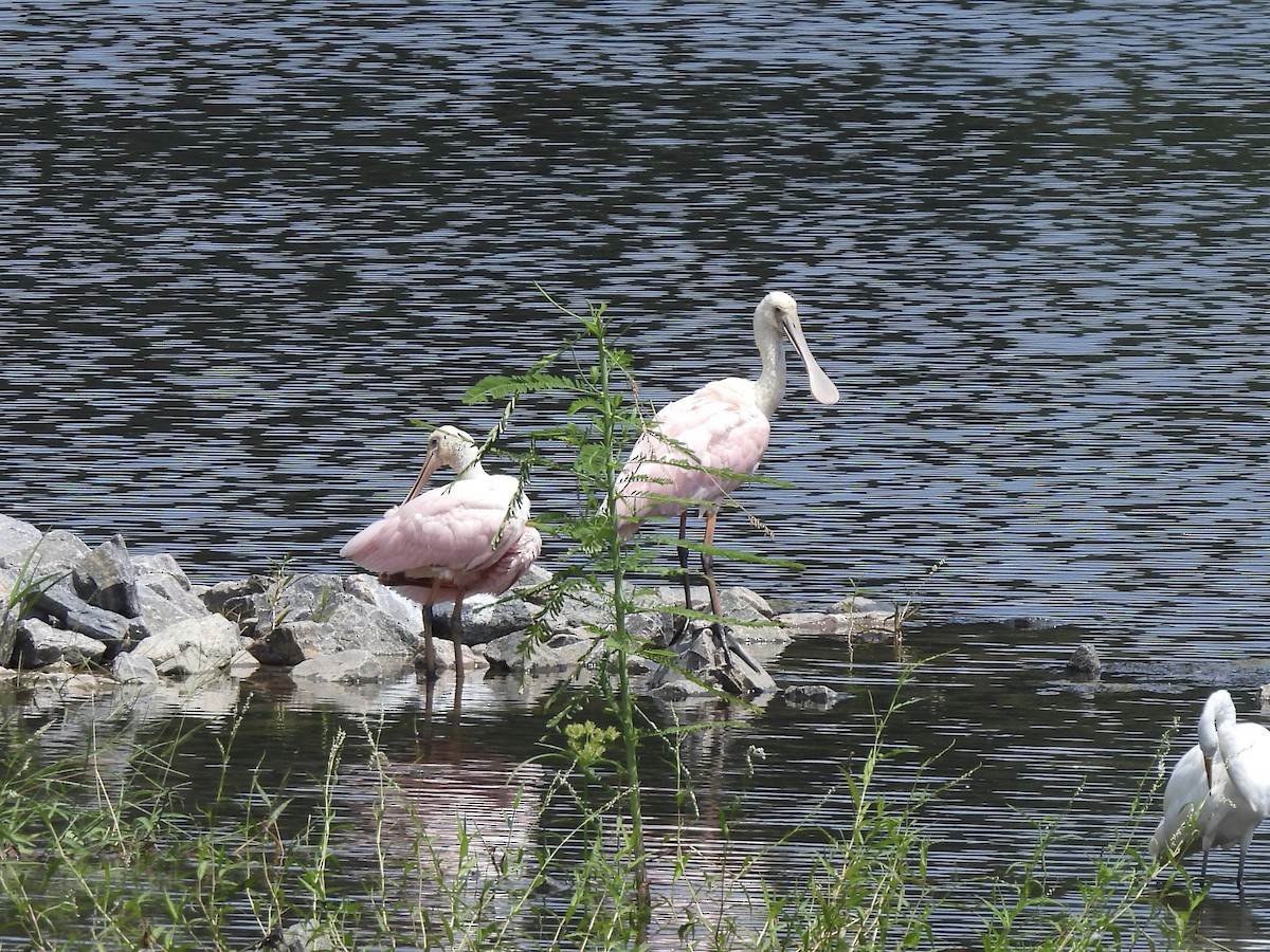 Roseate Spoonbill - ML619424593