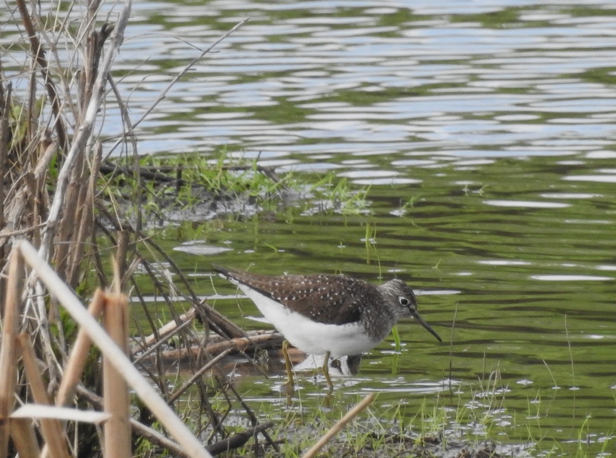 コシグロクサシギ - ML619424594