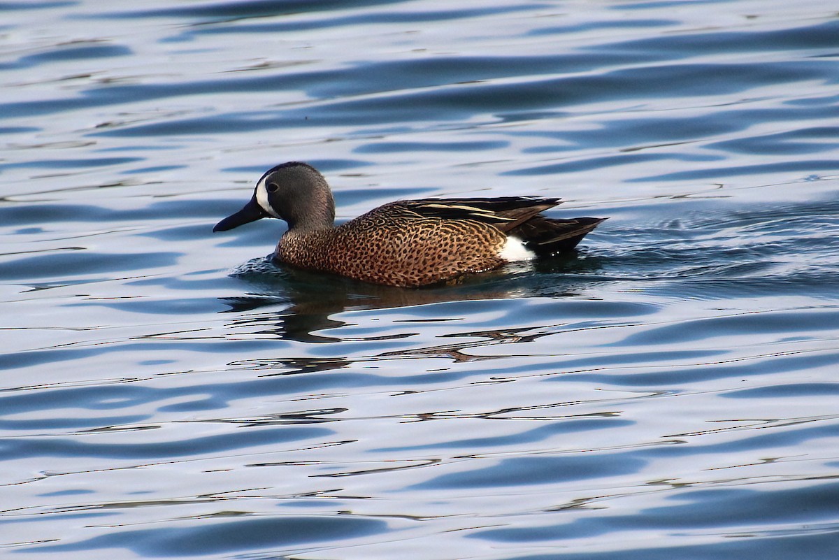 Blue-winged Teal - ML619424595