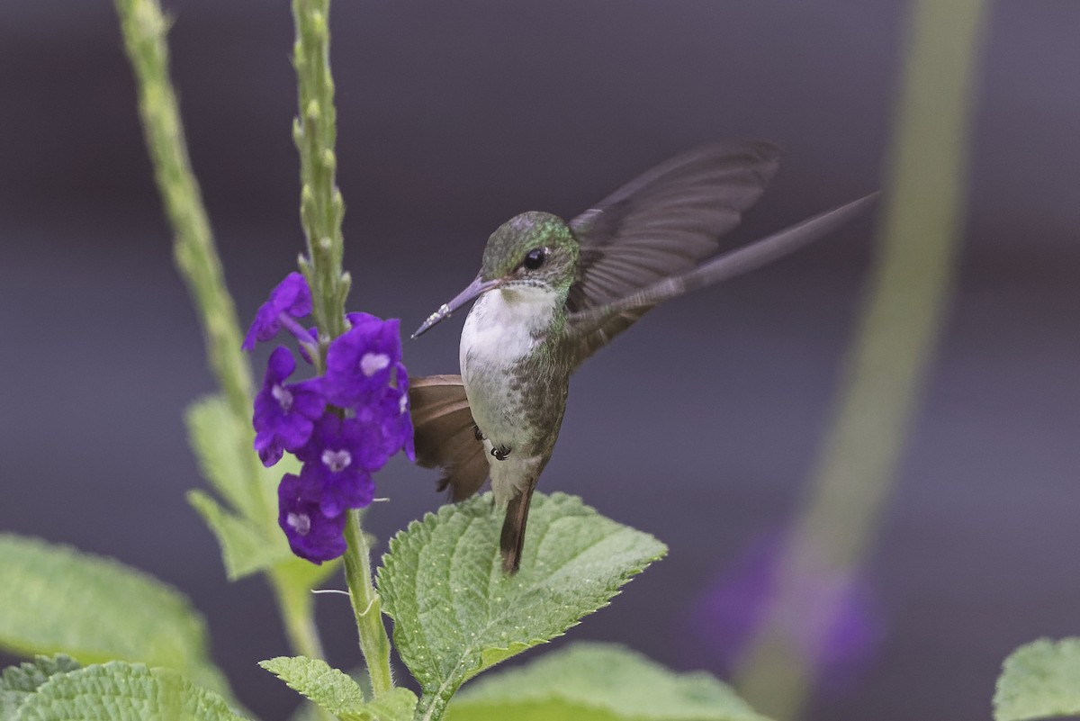 White-bellied Emerald - ML619424618