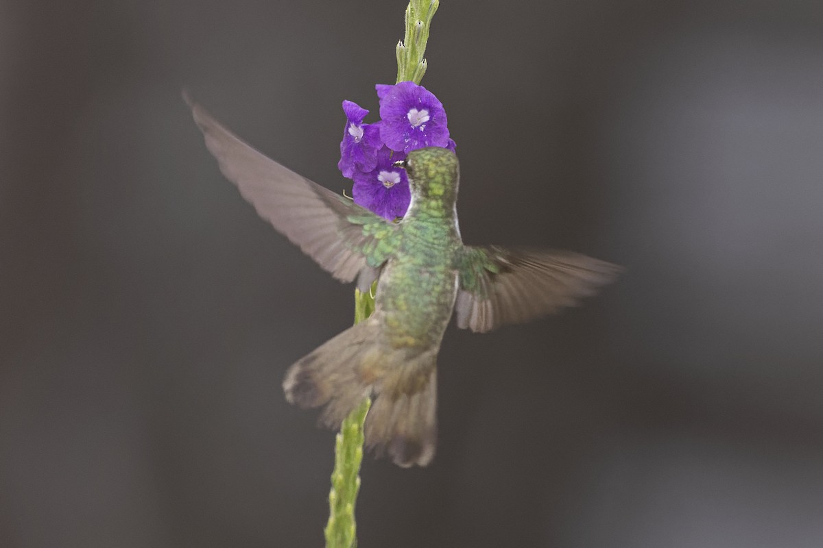 White-bellied Emerald - ML619424619