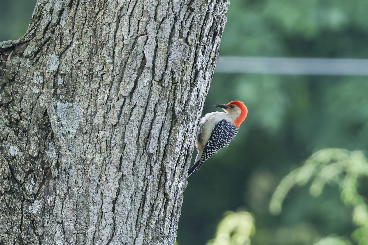 Red-bellied Woodpecker - Mary Thurmond