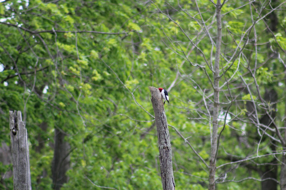 Red-headed Woodpecker - Brandon Johnson