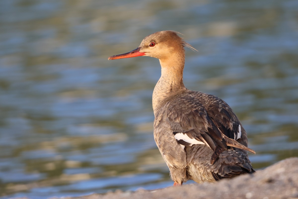 Red-breasted Merganser - ML619424634