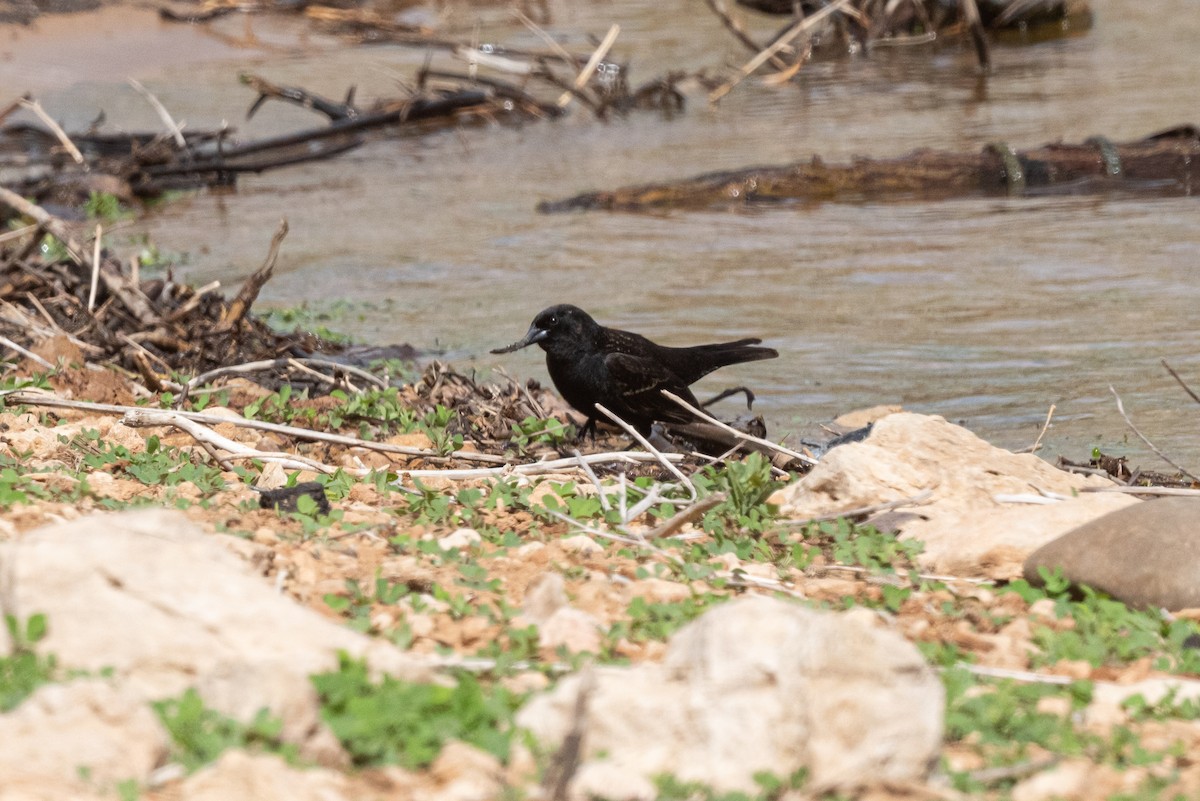 Red-winged Blackbird - Mike Thompson