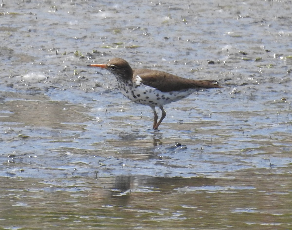 Spotted Sandpiper - ML619424647