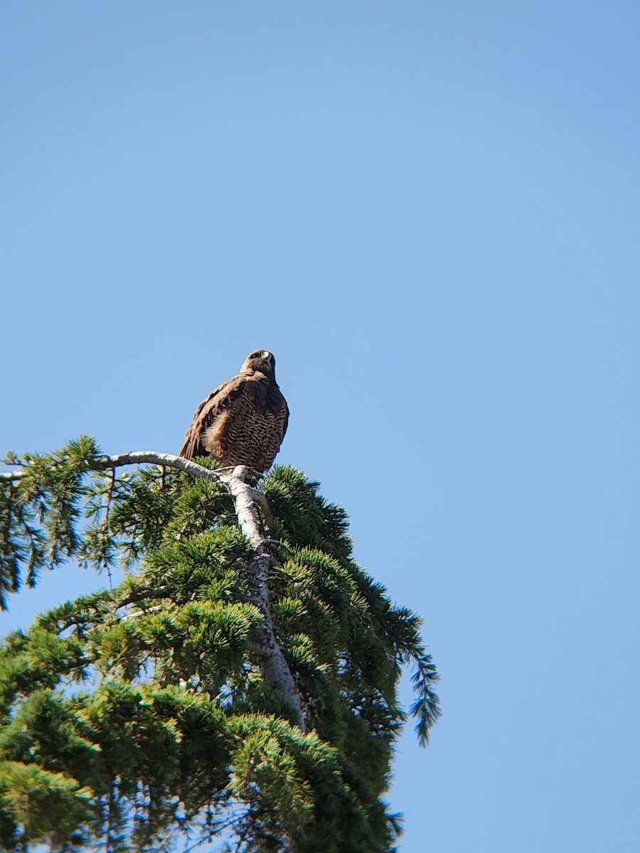 Swainson's Hawk - Brandon Reed