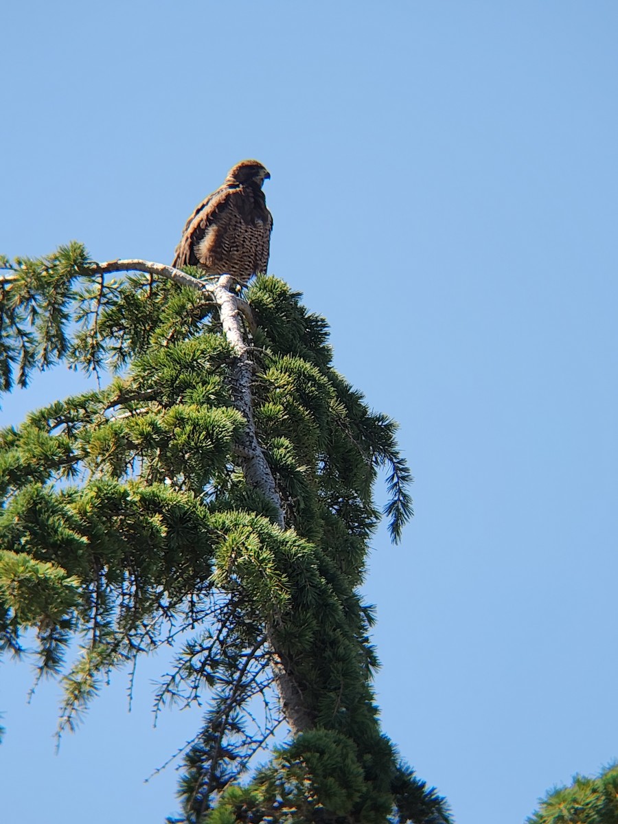 Swainson's Hawk - Brandon Reed