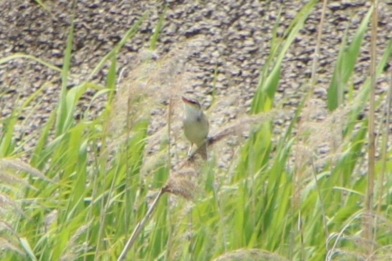 Oriental Reed Warbler - Johnny Robertson