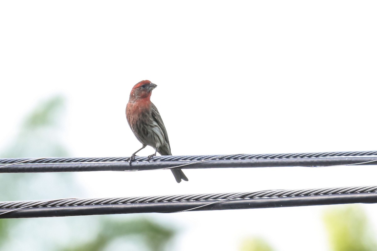 House Finch - Mary Thurmond