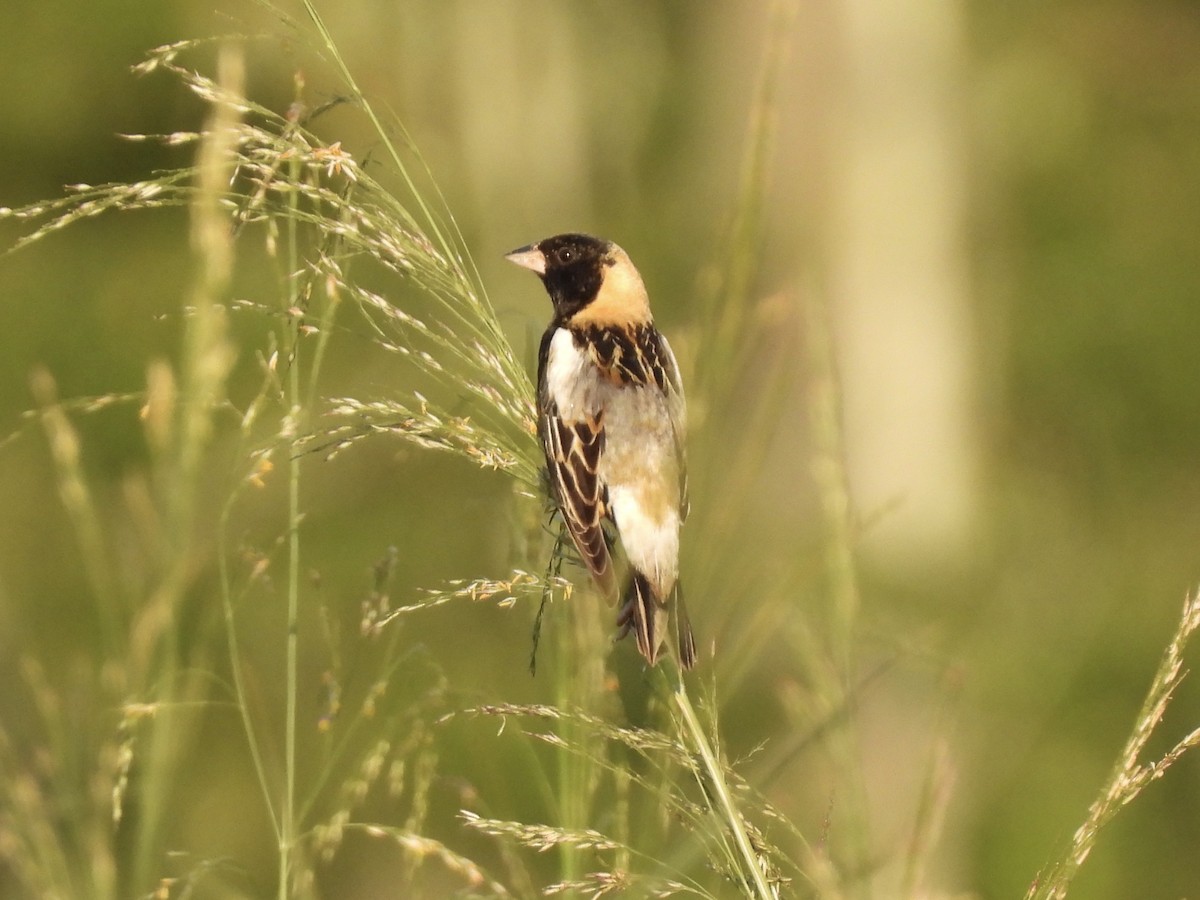 Bobolink - ML619424674