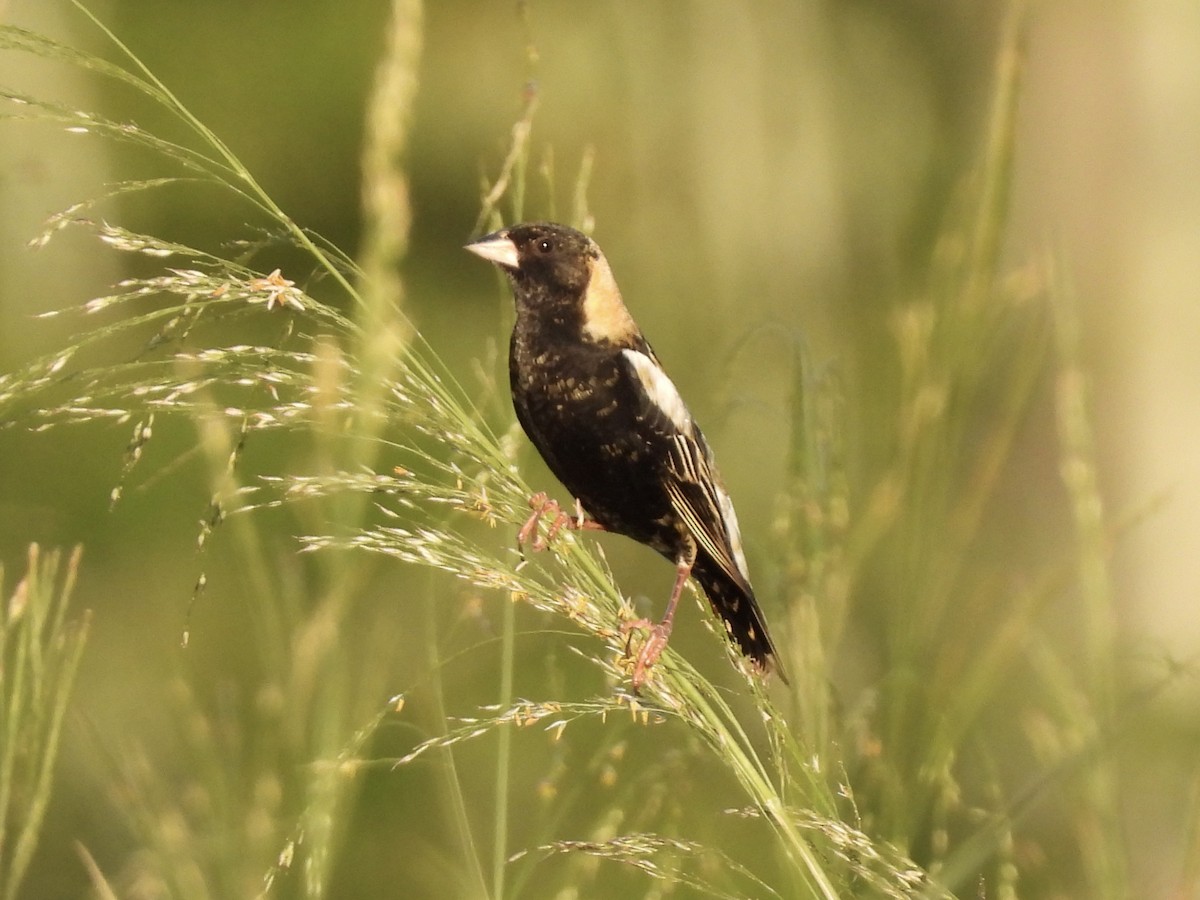 Bobolink - ML619424675