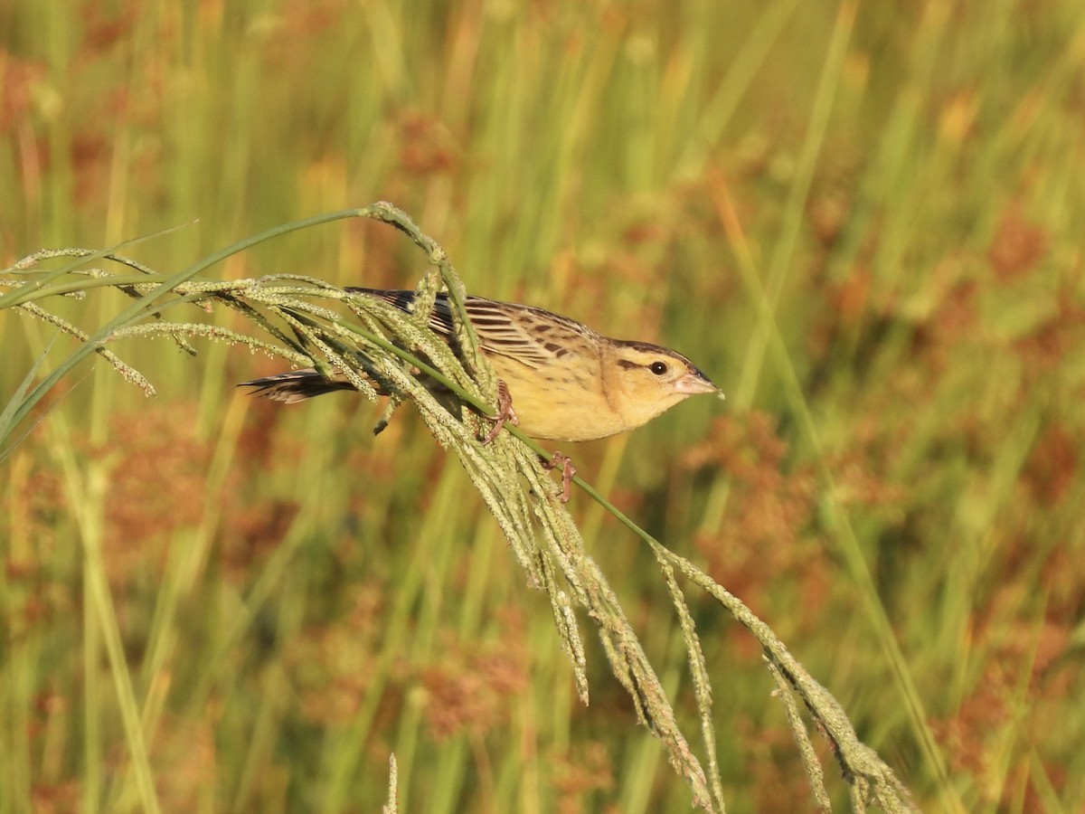 Bobolink - ML619424677