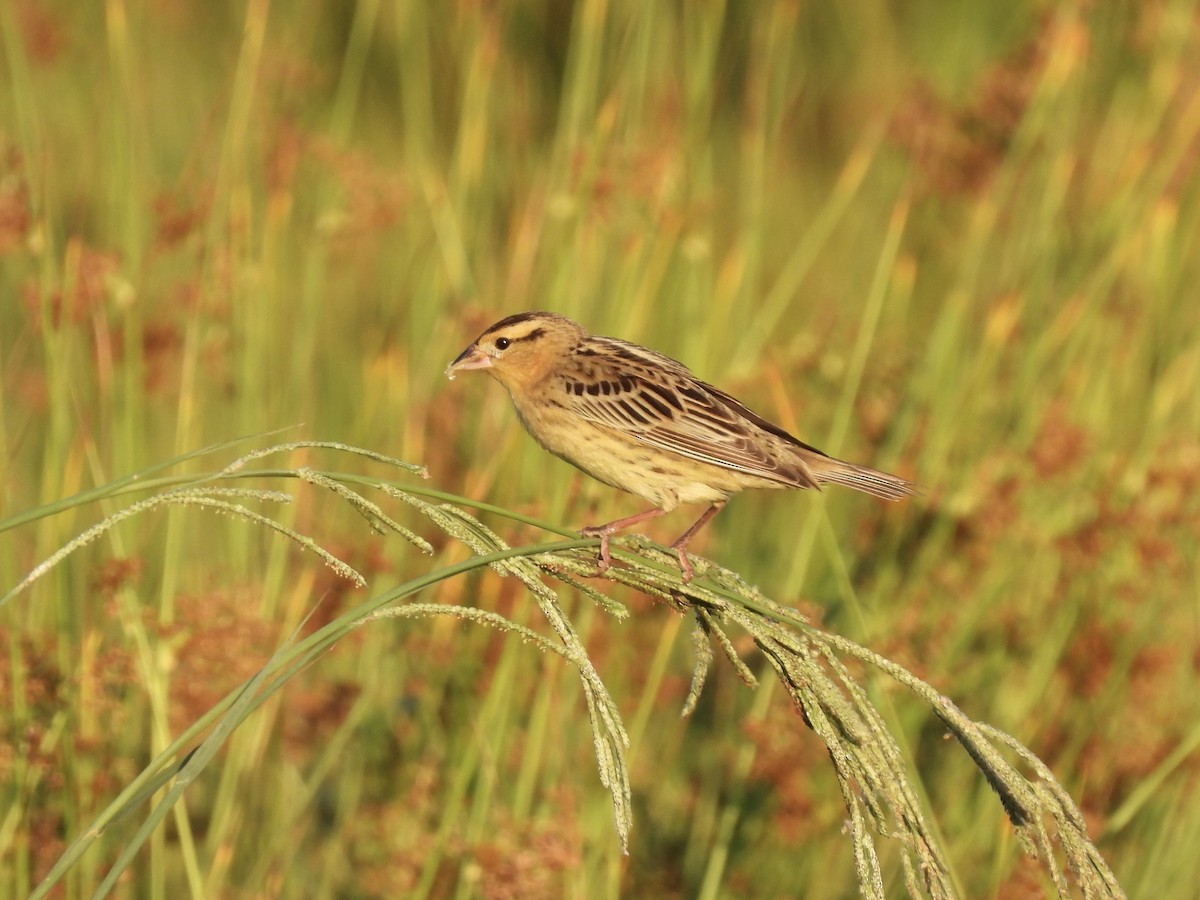 Bobolink - John Patten Moss