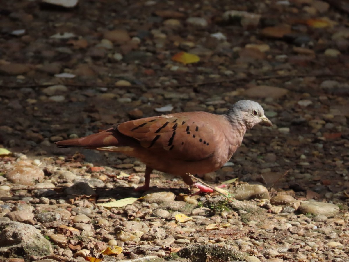 Ruddy Ground Dove - Jhuan Duque