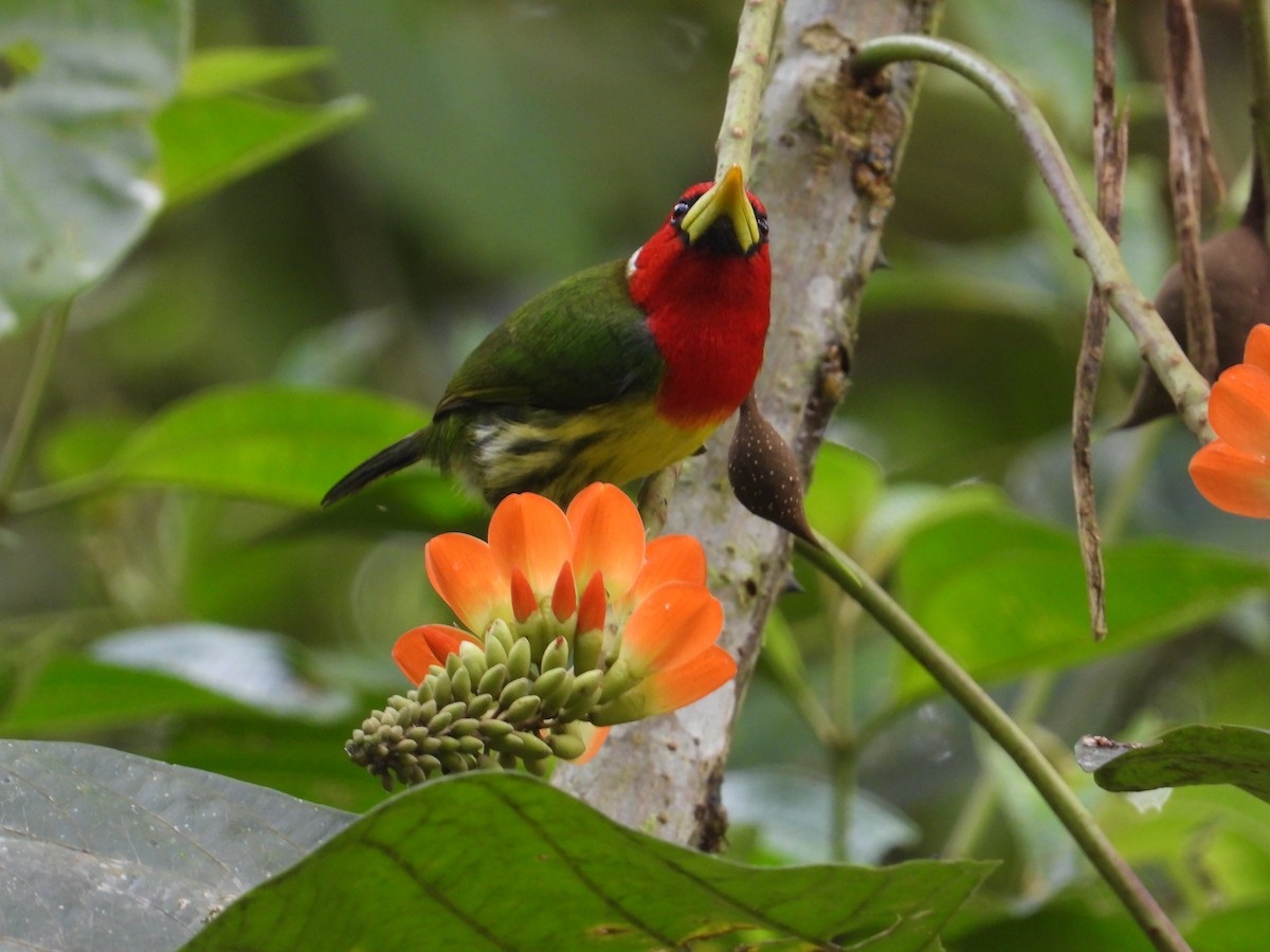 Red-headed Barbet - Francisco Sornoza