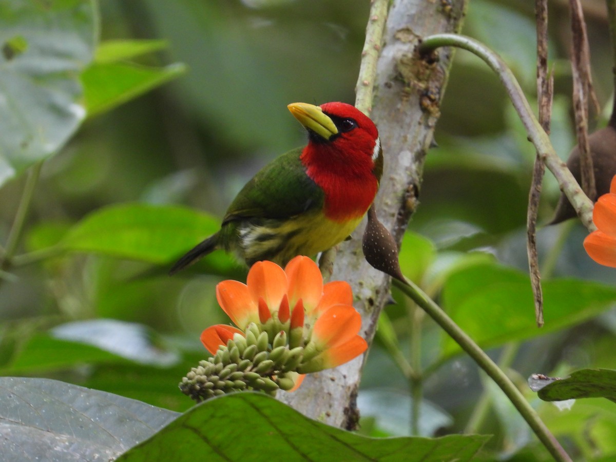 Red-headed Barbet - Francisco Sornoza