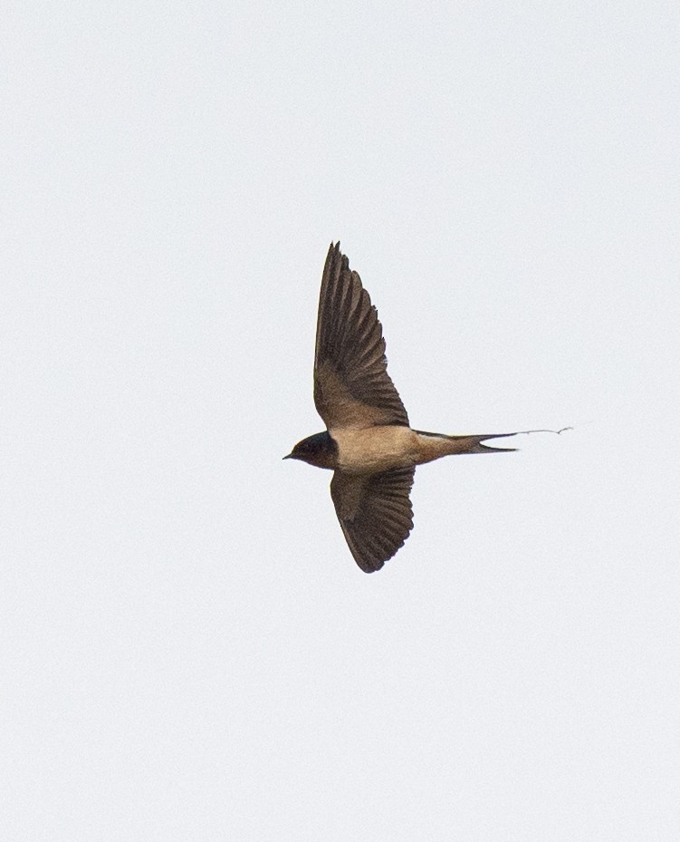 Barn Swallow - Scott Murphy