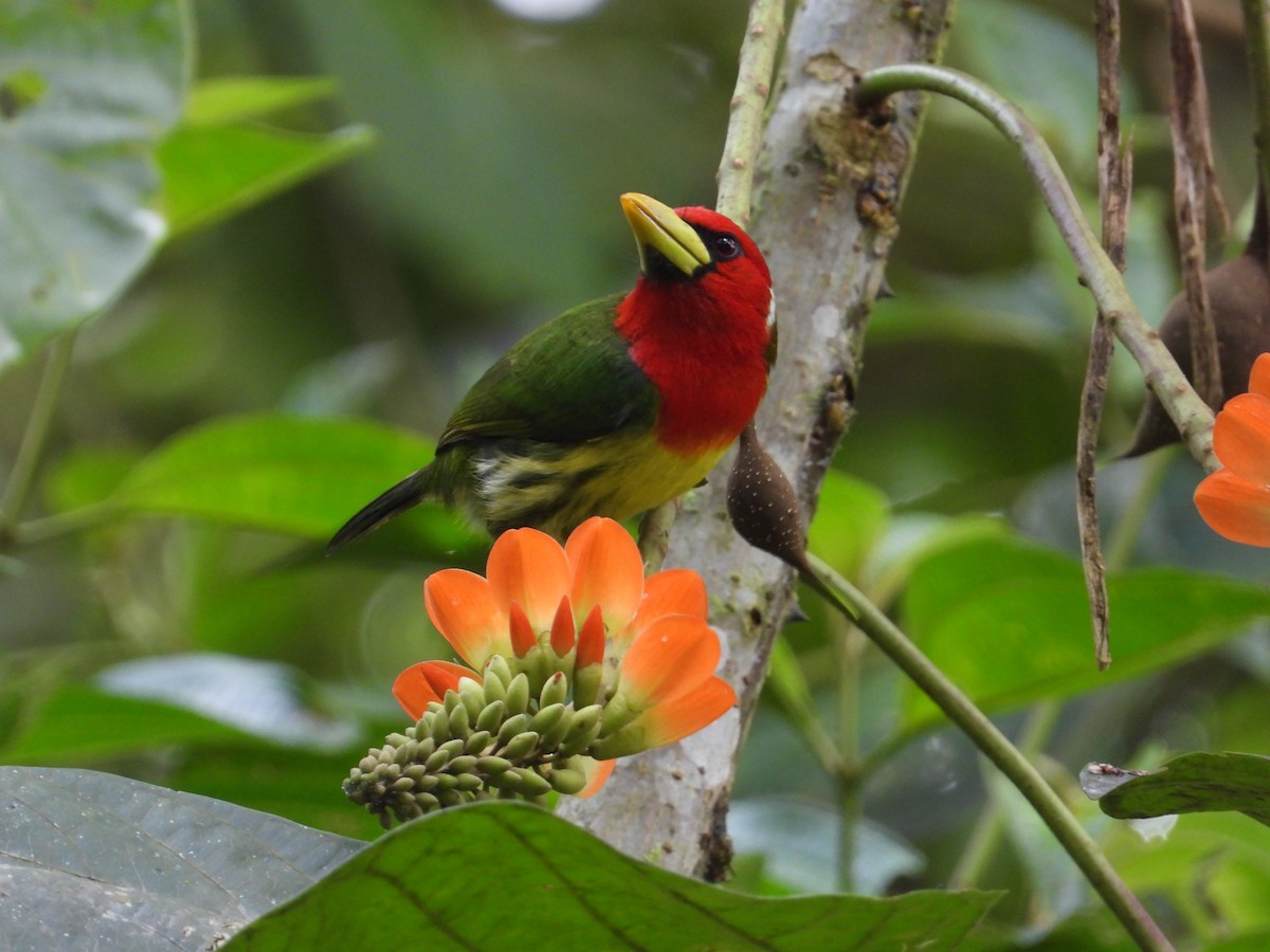 Red-headed Barbet - Francisco Sornoza