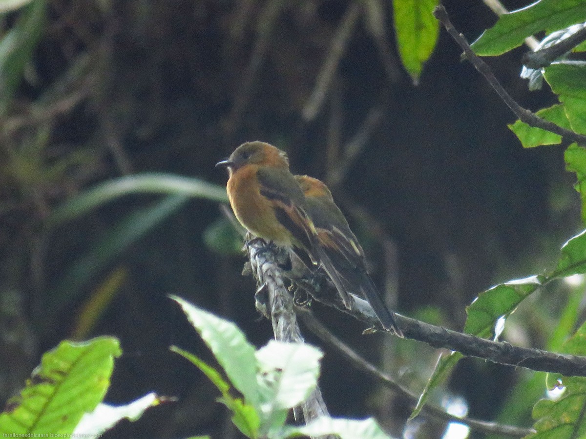 Cinnamon Flycatcher - Sebastián Berrío