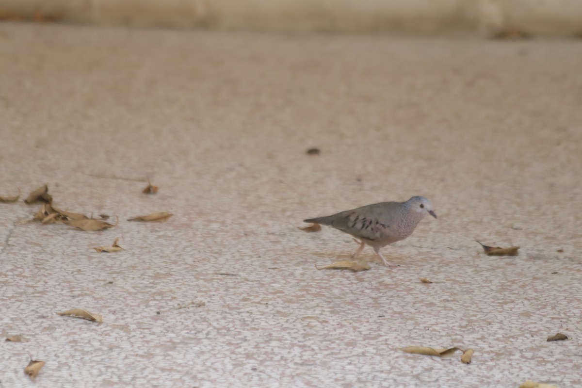 Common Ground Dove - Michel M.Izquierdo