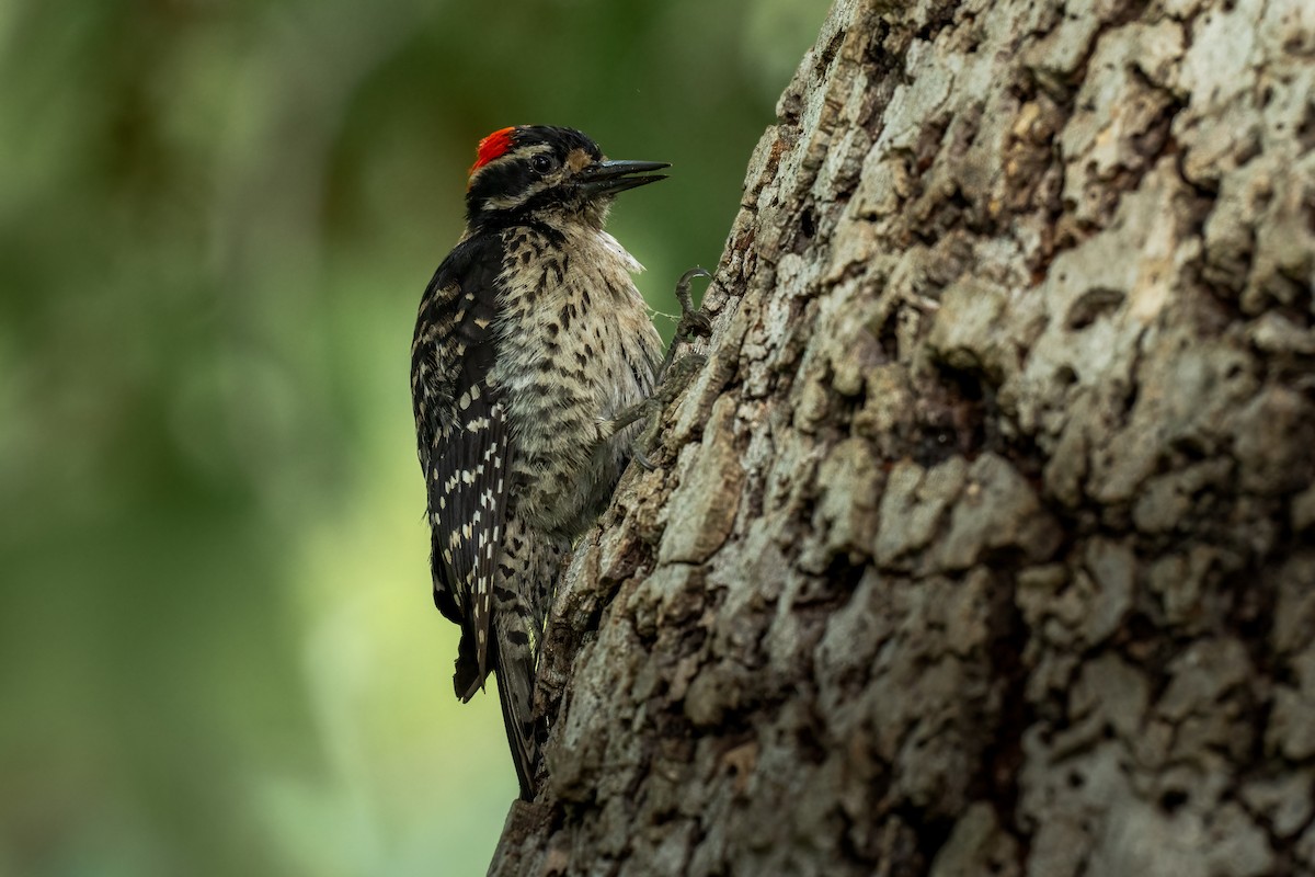 Nuttall's Woodpecker - David Ornellas